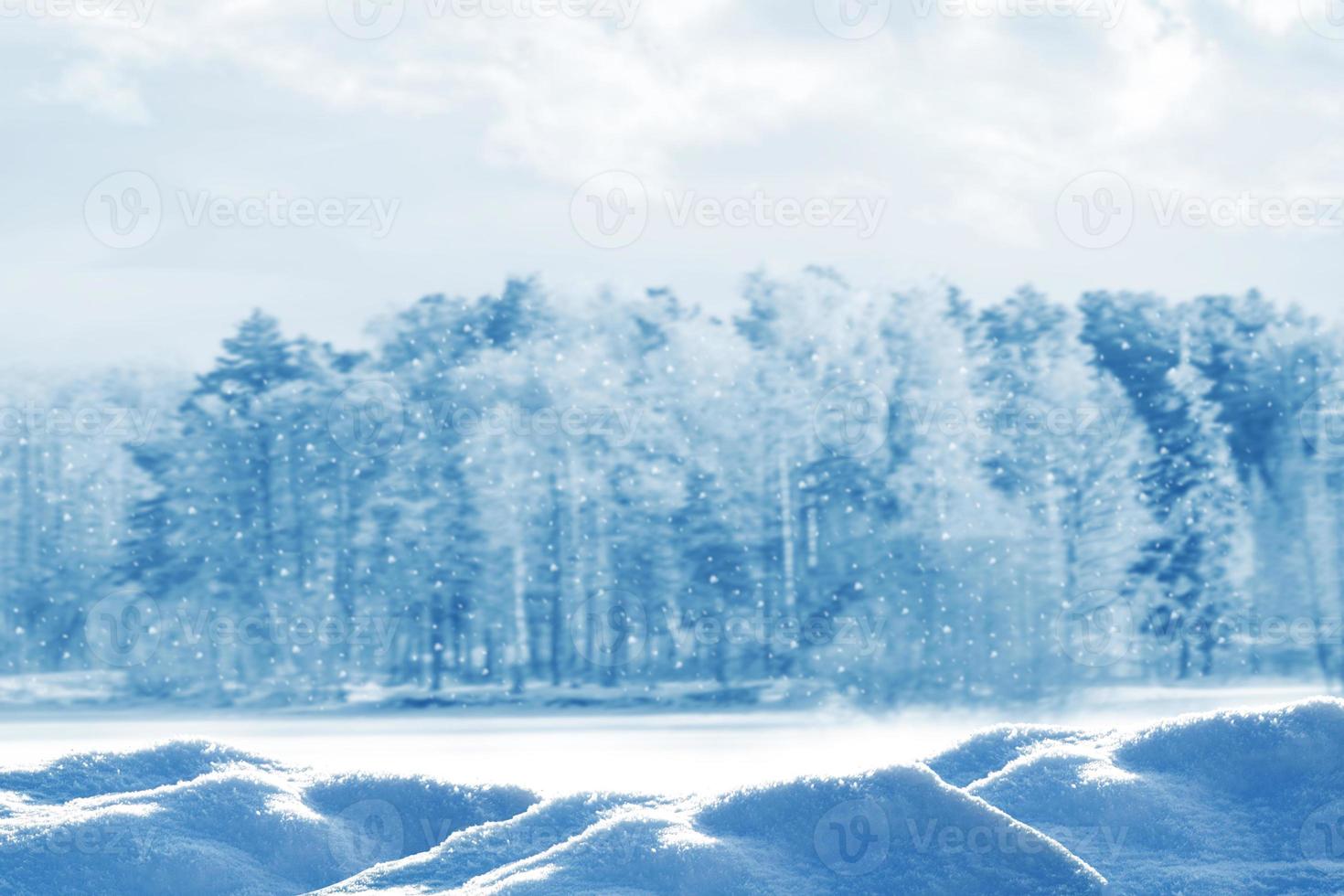 Frozen winter forest with snow covered trees. photo