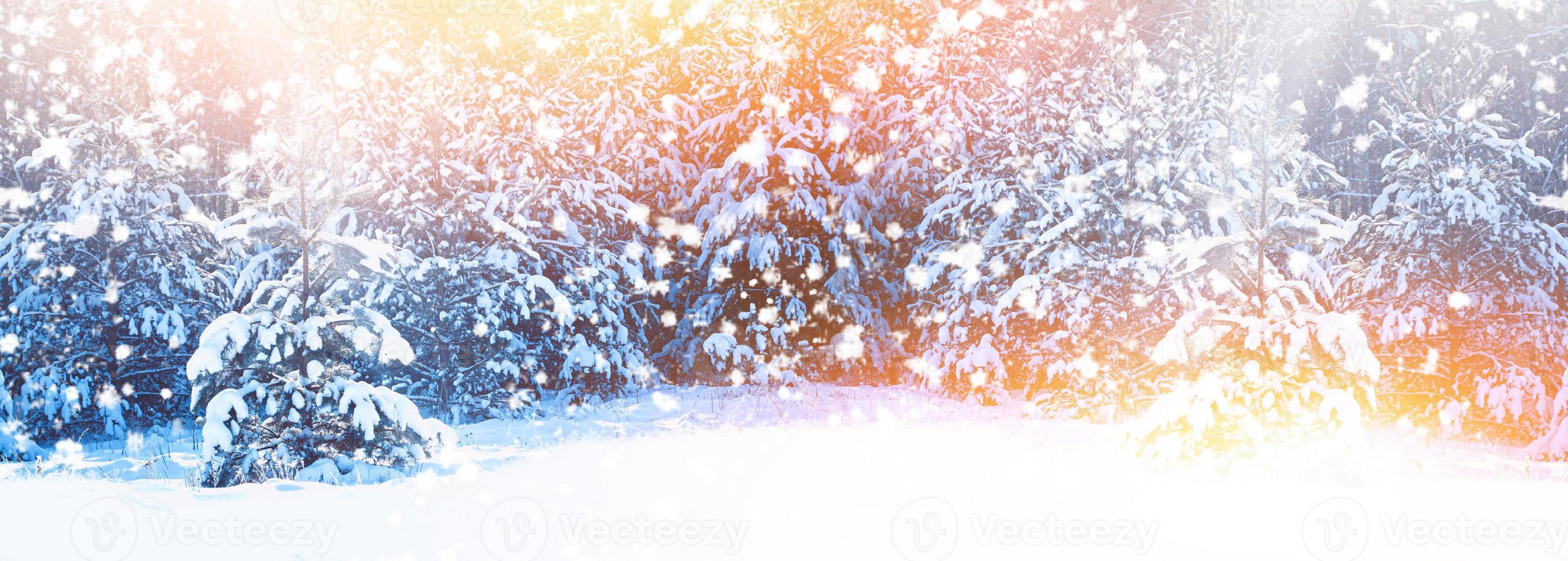 New Year card. Frozen winter forest with snow covered trees. photo