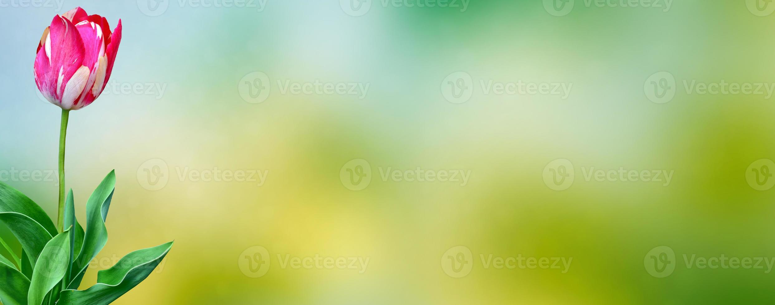 Bright and colorful flowers tulips photo