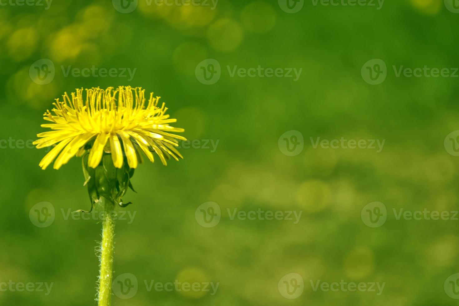 flor de diente de león esponjosa contra el fondo del paisaje de verano. foto