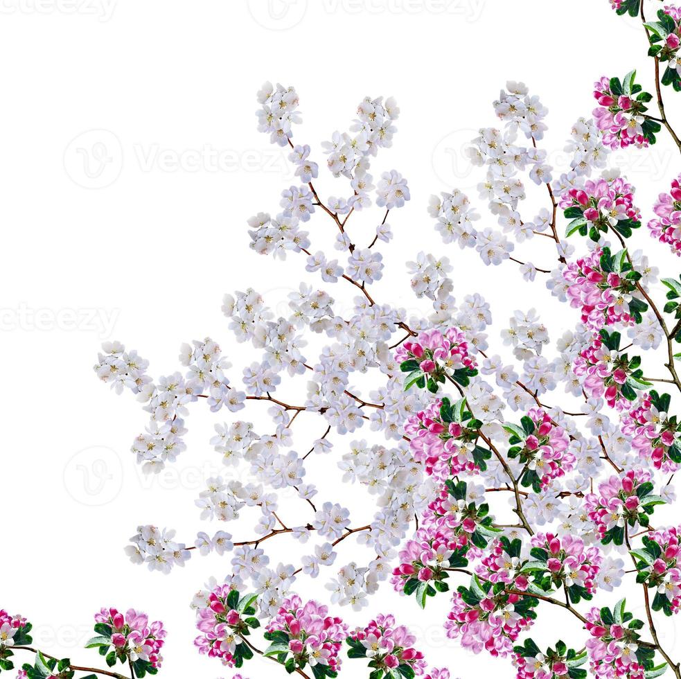 White apple flowers branch isolated on white background photo