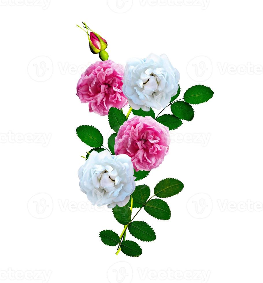 Dog rose flowers on a white background photo