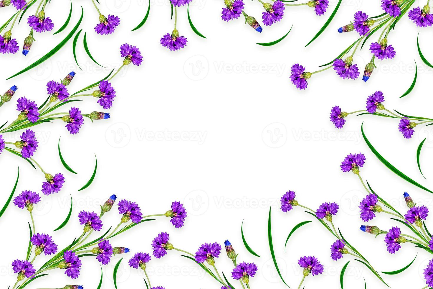 daisies summer flower isolated on white background. photo