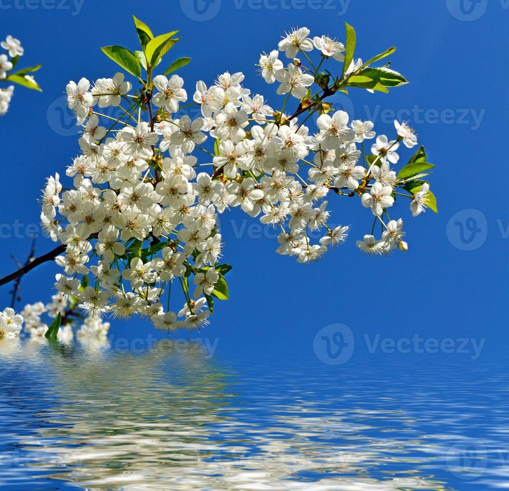 Flowering cherry. Spring flowering garden. photo