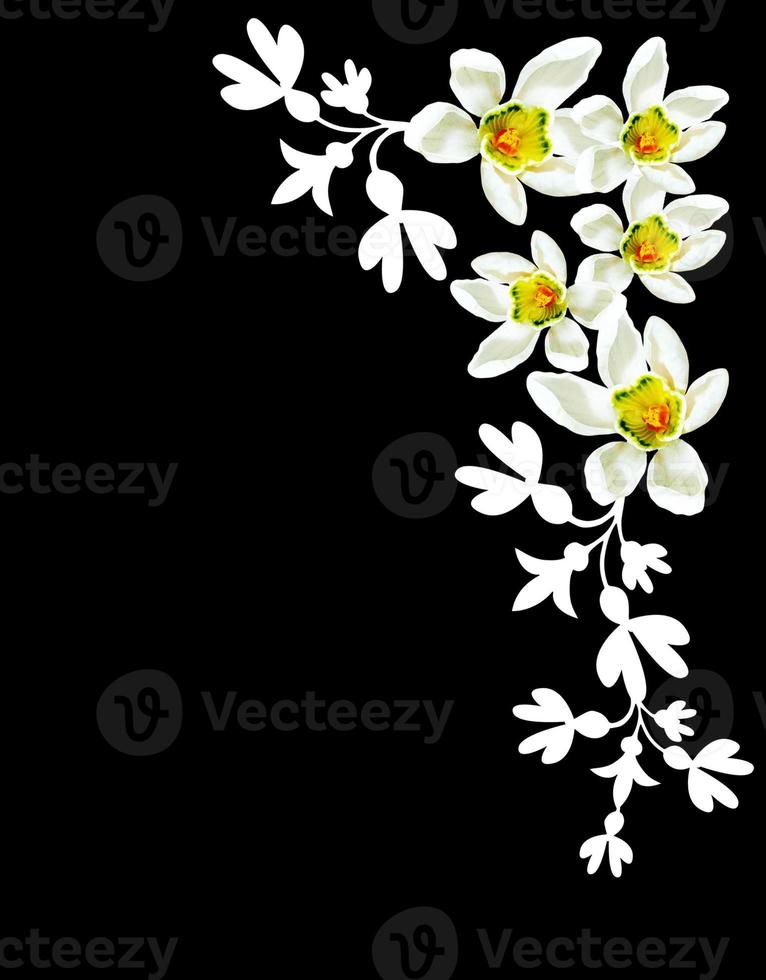 snowdrop flower isolated on black background photo