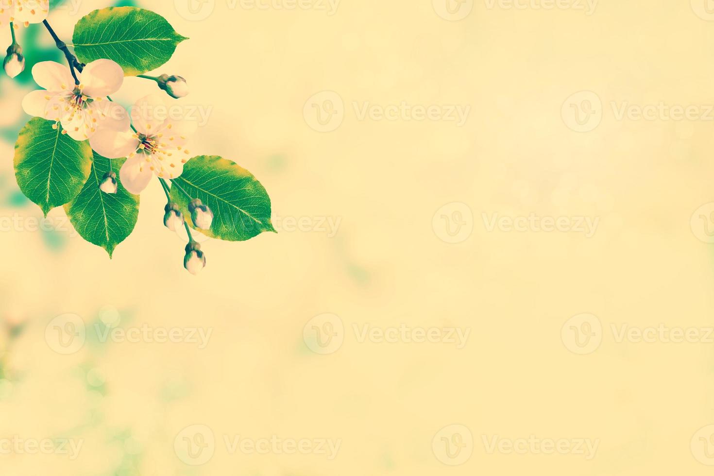 Bright colorful spring flowers photo