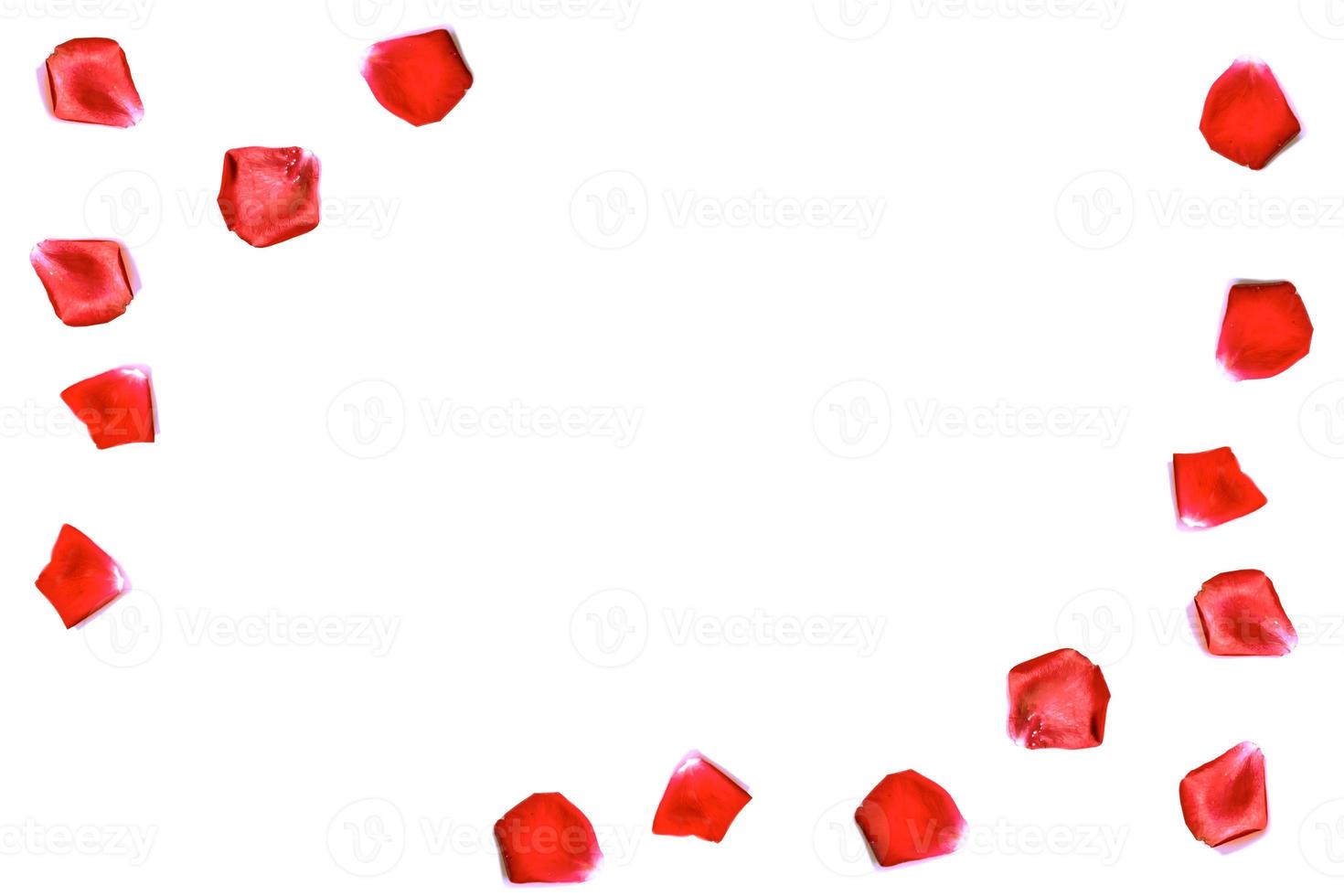 Red rose petals photo