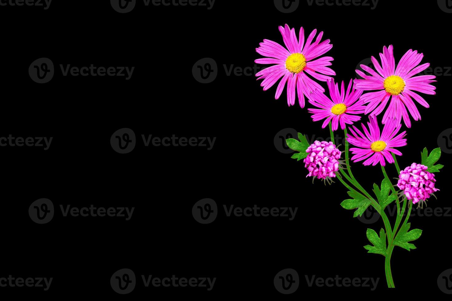 Petunias isolated on a black background. Colorful flowers. photo