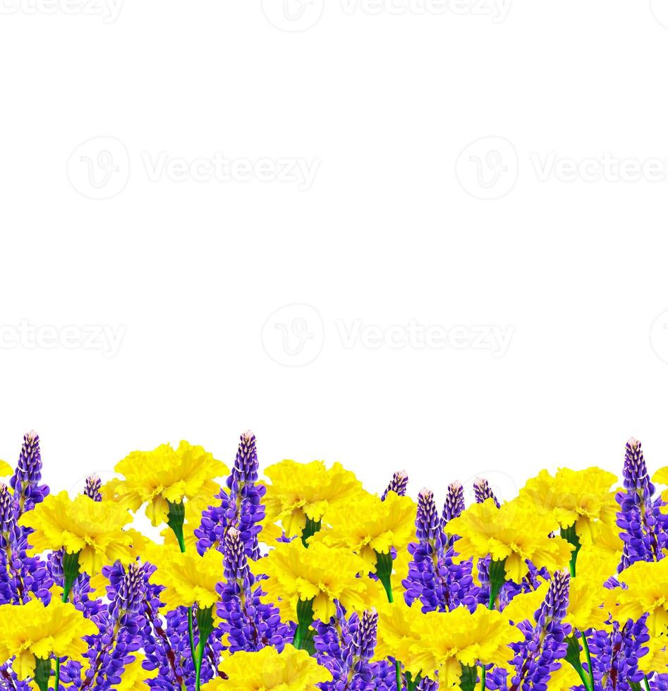 bright colorful flowers marigolds isolated on white background photo