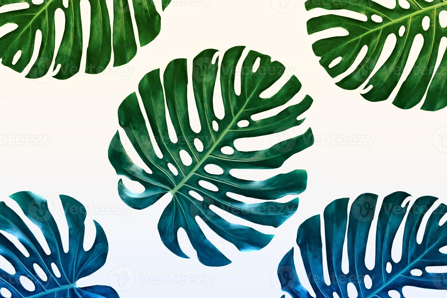 green leaf of a tropical flower monstera photo
