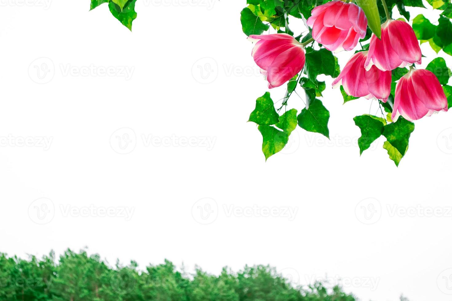 Bright spring flowers tulips and a birch branch. photo