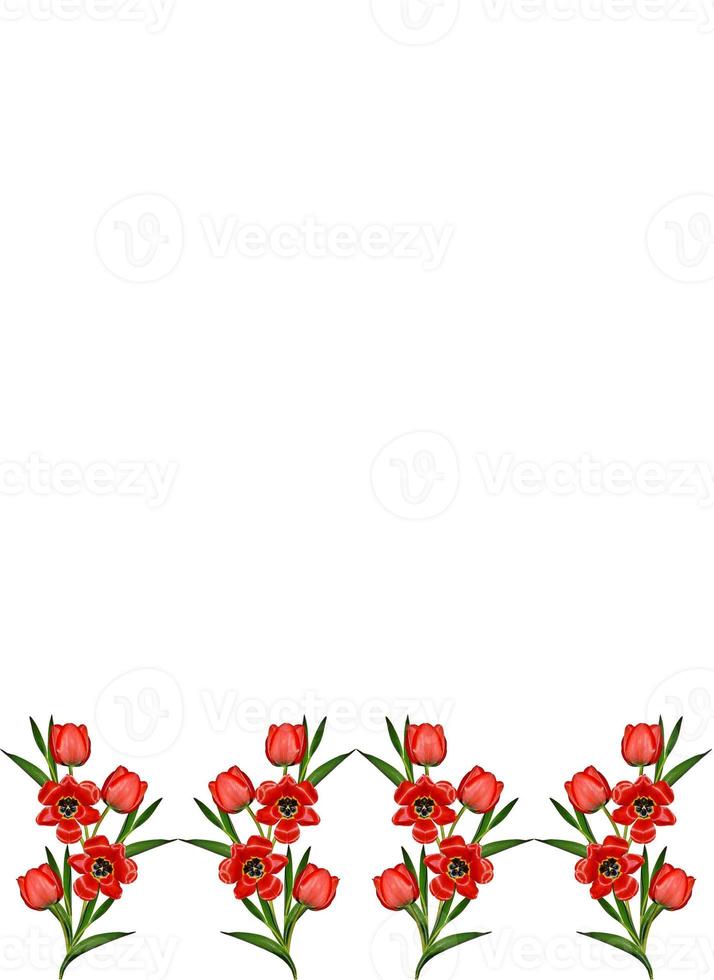 spring flowers tulips isolated on white background photo