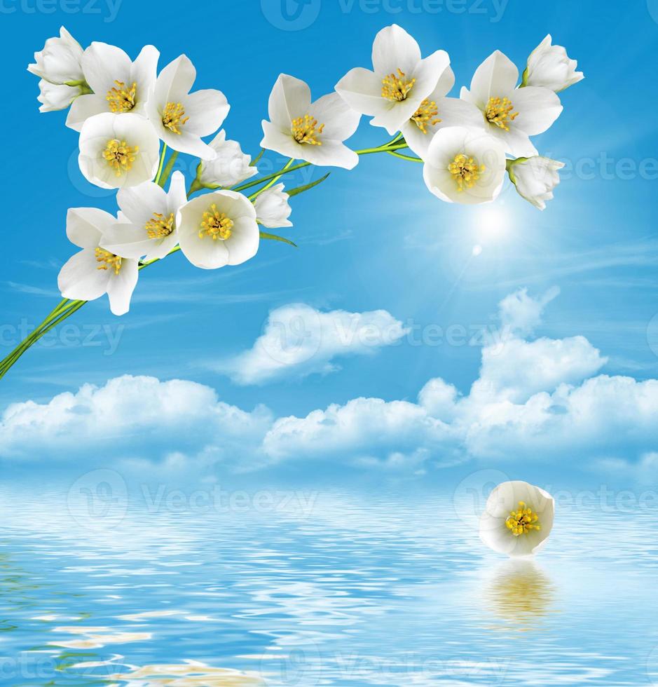 rama de flores de jazmín sobre un fondo de cielo azul con nubes 9897094  Foto de stock en Vecteezy