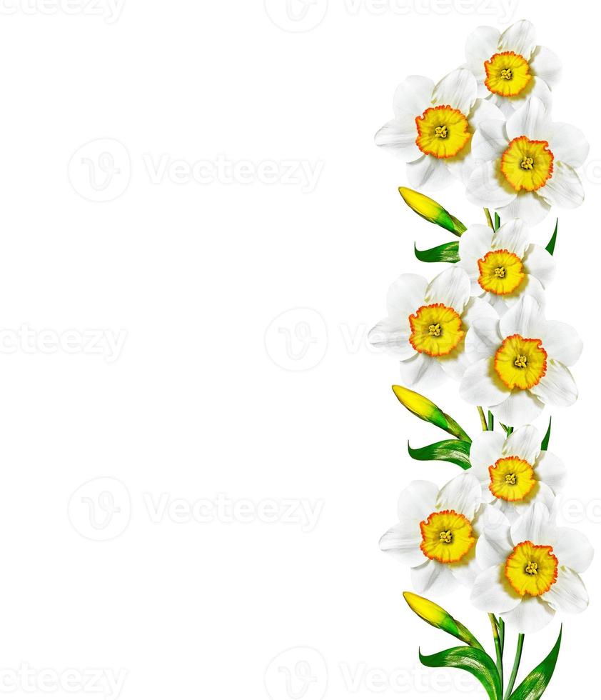 spring flowers narcissus isolated on white background photo