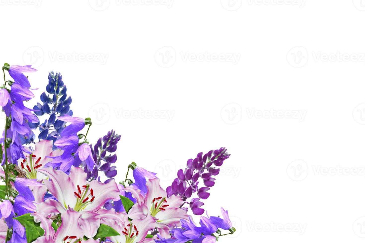 Blue lupines beautiful flowers on a white background photo