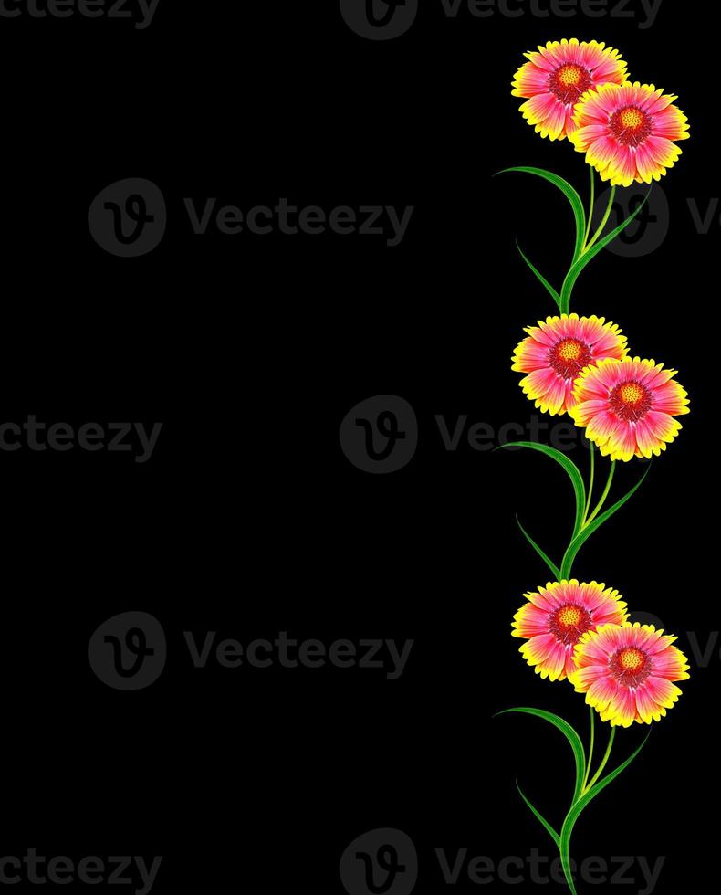 Bouquet of colorful flowers of Gaillardia. delicate flowers isolated on black background photo