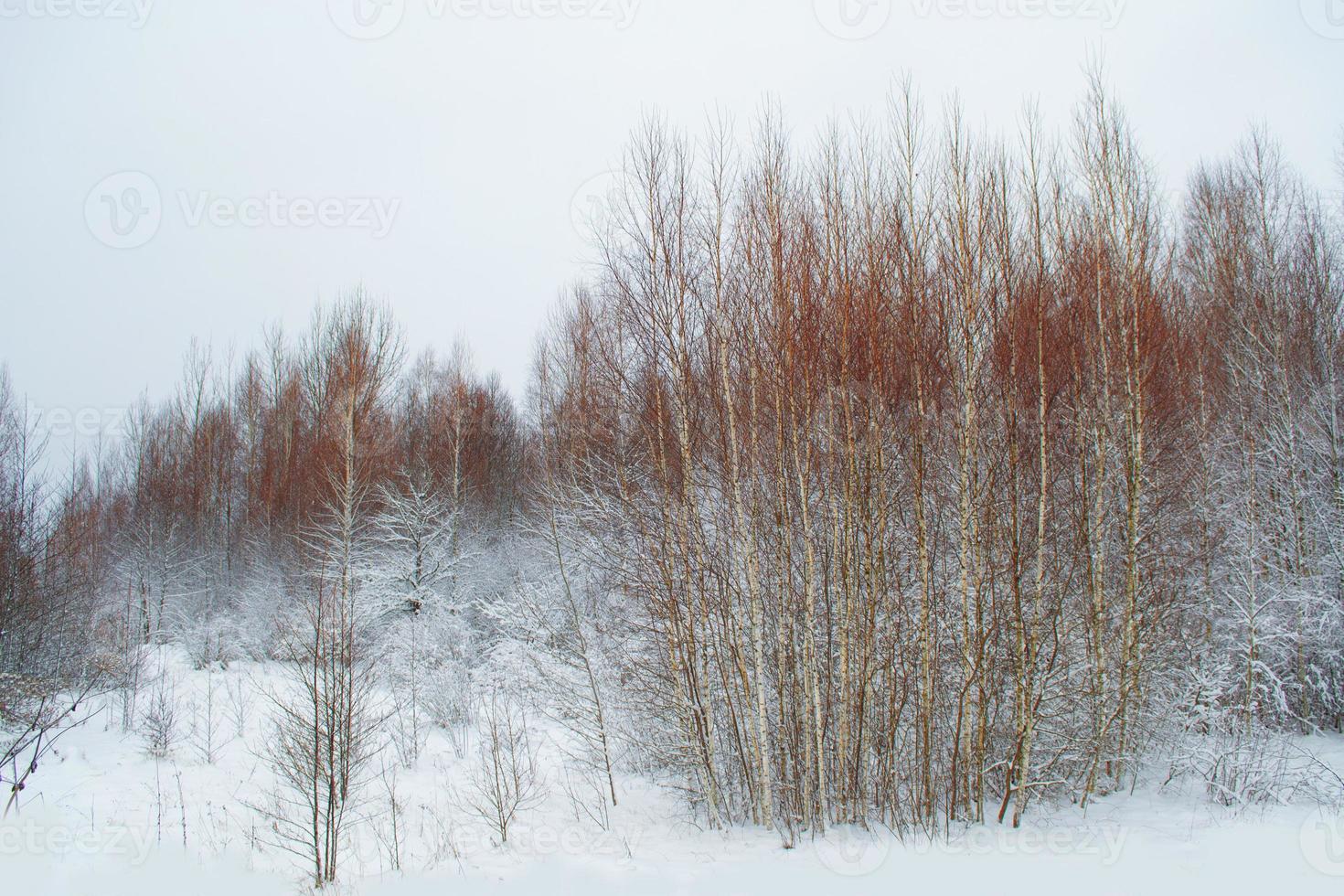 Frozen winter forest with snow covered trees. photo