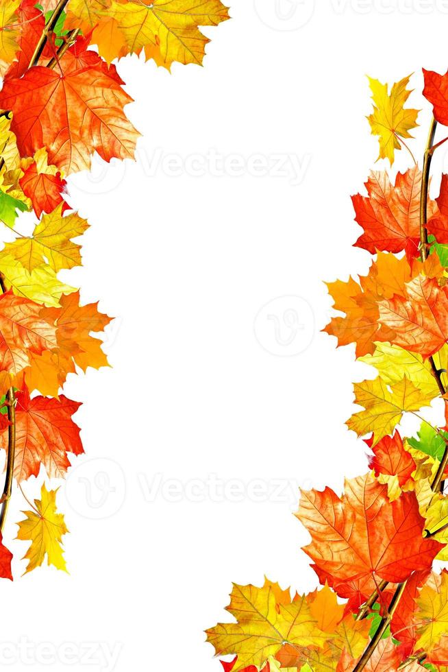 autumn leaves isolated on white background. foliage photo