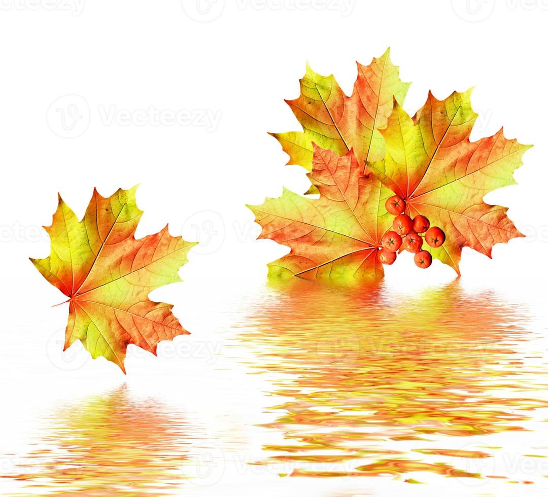 autumn leaves isolated on white background. photo