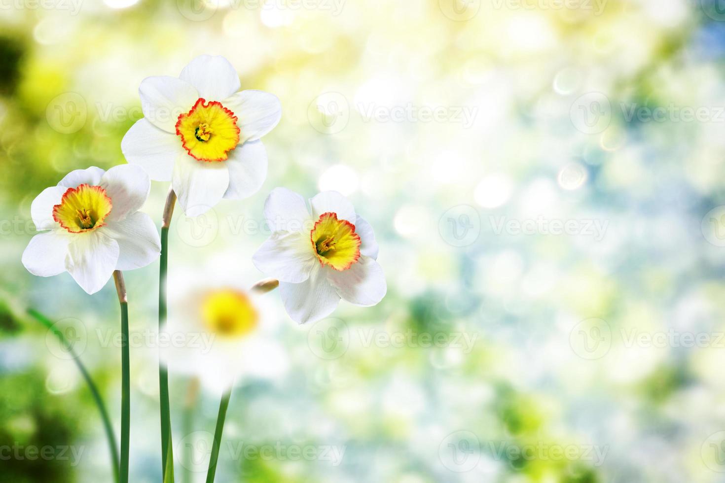 Spring flowers of daffodils. photo