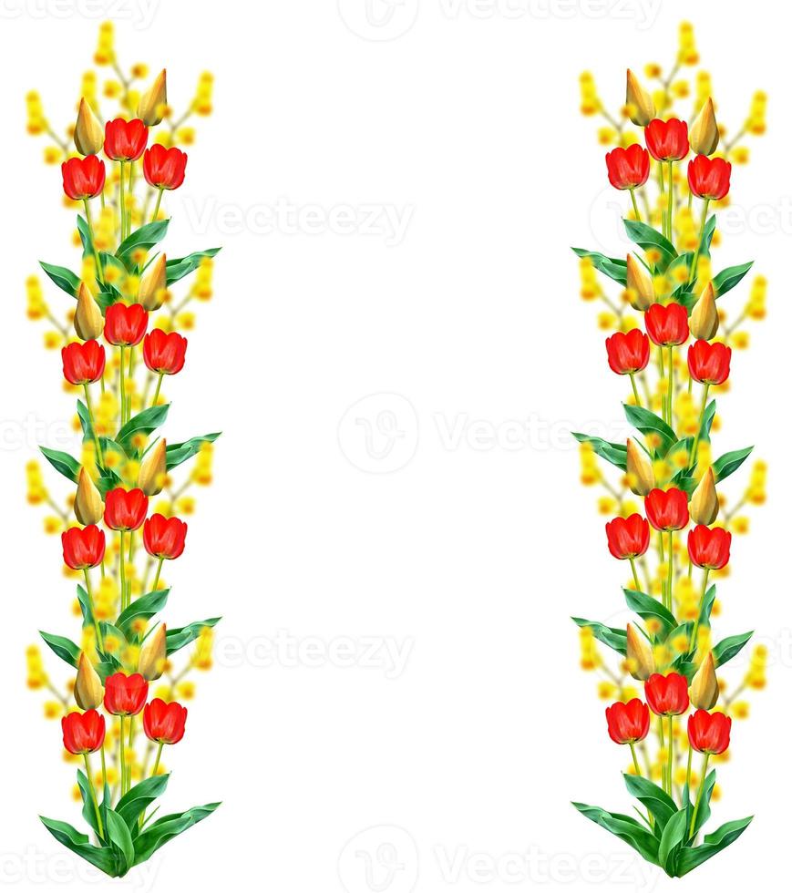 spring flowers tulips isolated on white background. photo