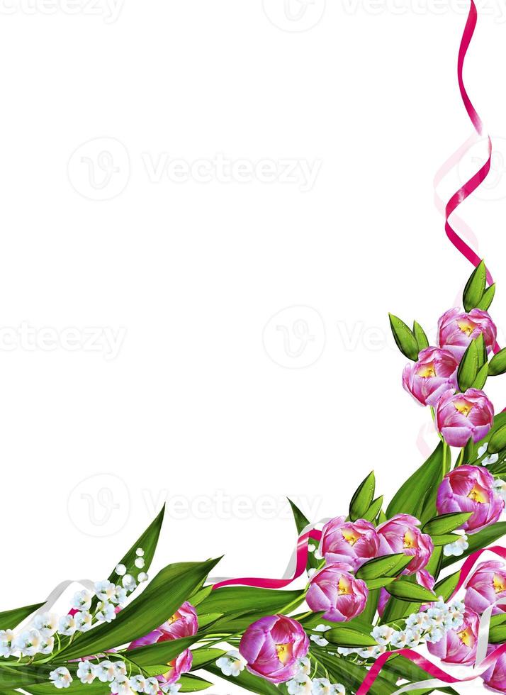 spring flowers tulips isolated on white background photo