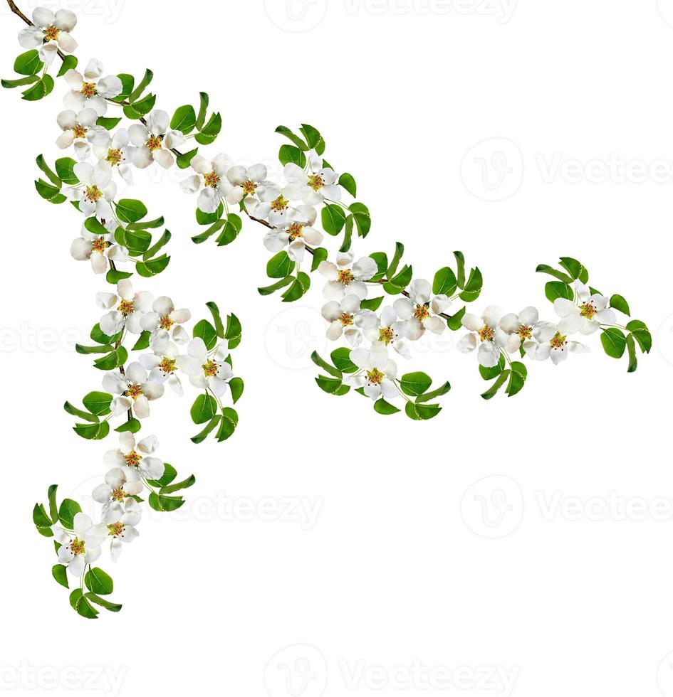 Flowering branch of apple isolated on a white background. Spring Flower. photo