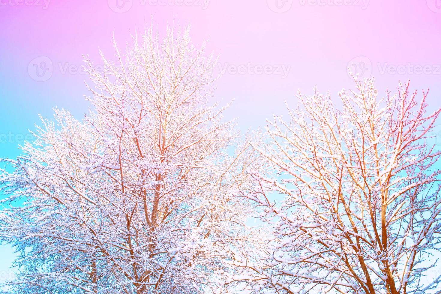 Frozen winter forest with snow covered trees. photo