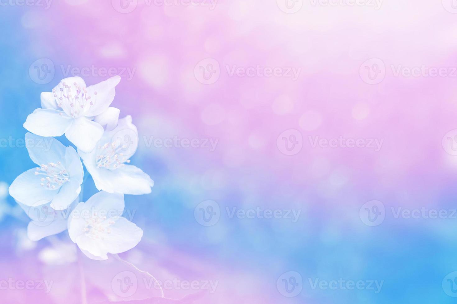 White jasmine The branch delicate spring flowers photo