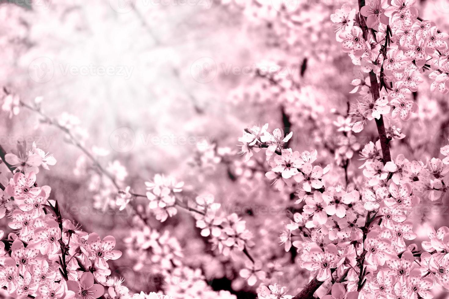 Flowering branch of apricot photo