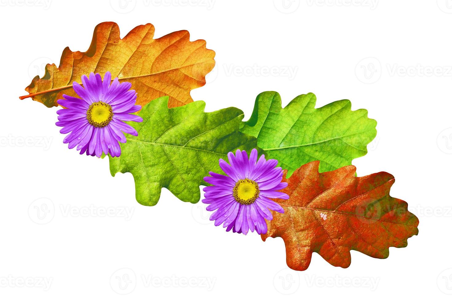 autumn leaves isolated on white background. photo