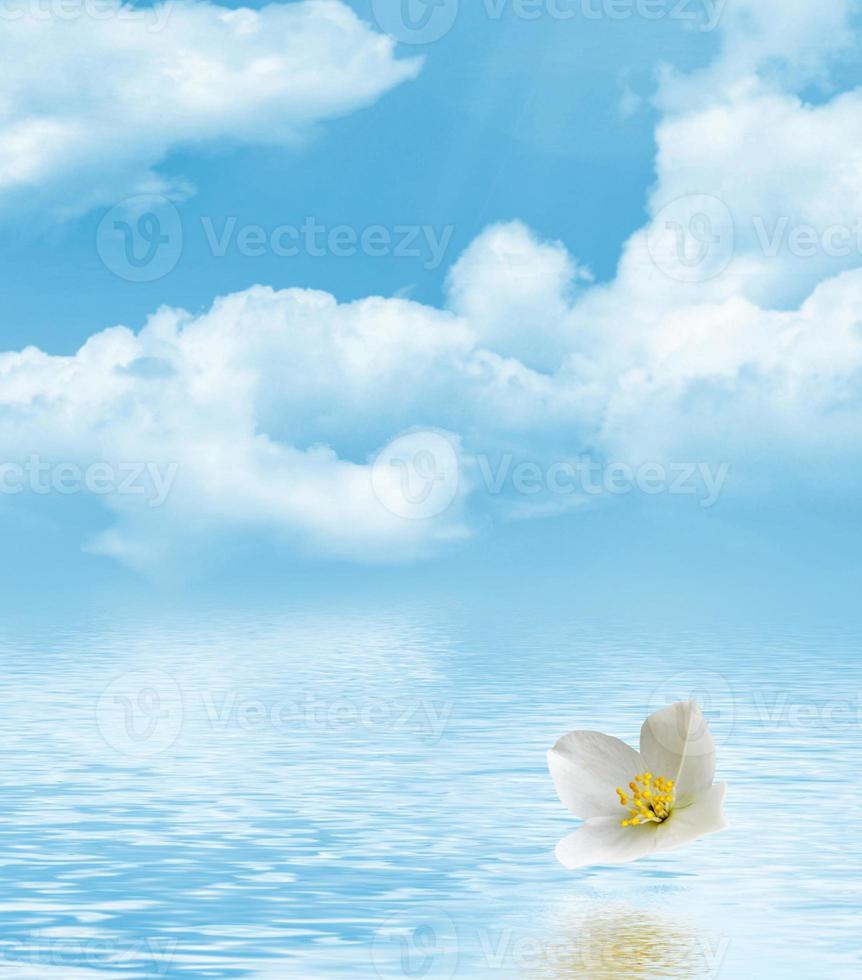 rama de flores de jazmín sobre un fondo de cielo azul con nubes foto
