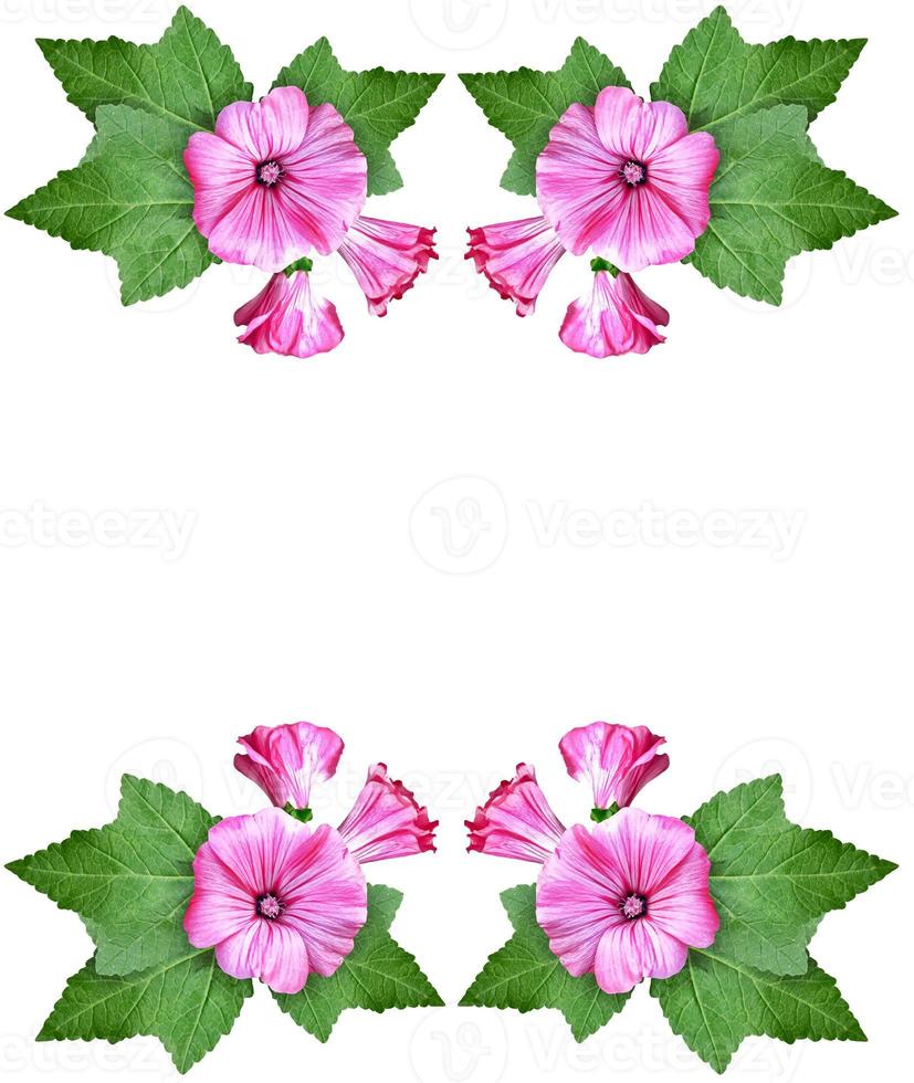 petunia flowers isolated on white background photo