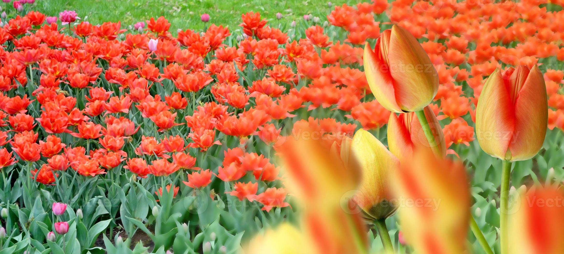 Spring Park. The buds of spring flowers tulips. photo