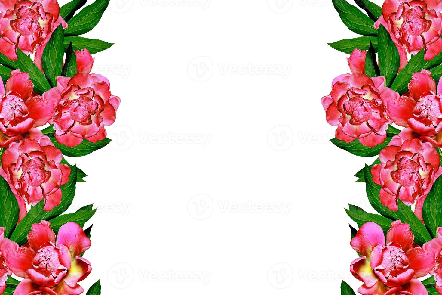peony flowers isolated on white background. photo