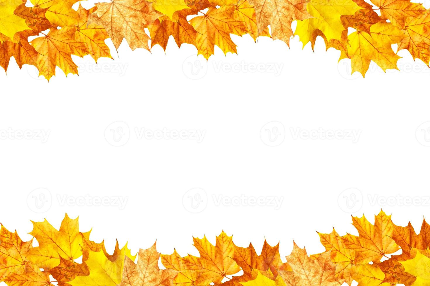 Bright colorful autumn leaves photo