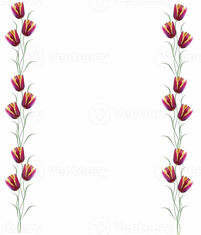 spring flowers tulips photo