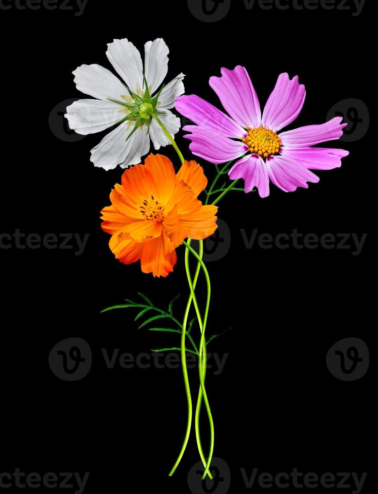 Flowers cosmos isolated on a black background photo