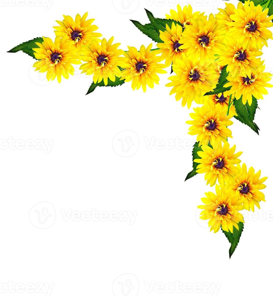 Yellow rudbeckia flower on a white background photo