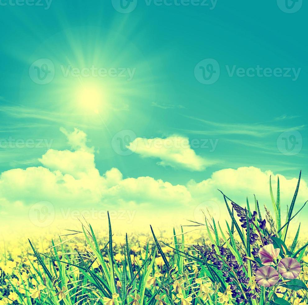 paisaje de verano con flores de campo sobre un fondo de cielo azul y nubes foto