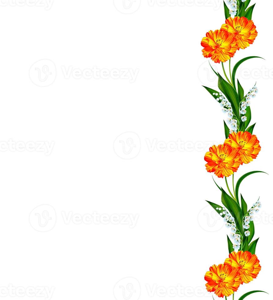 Cosmos flowers isolated on white background. photo