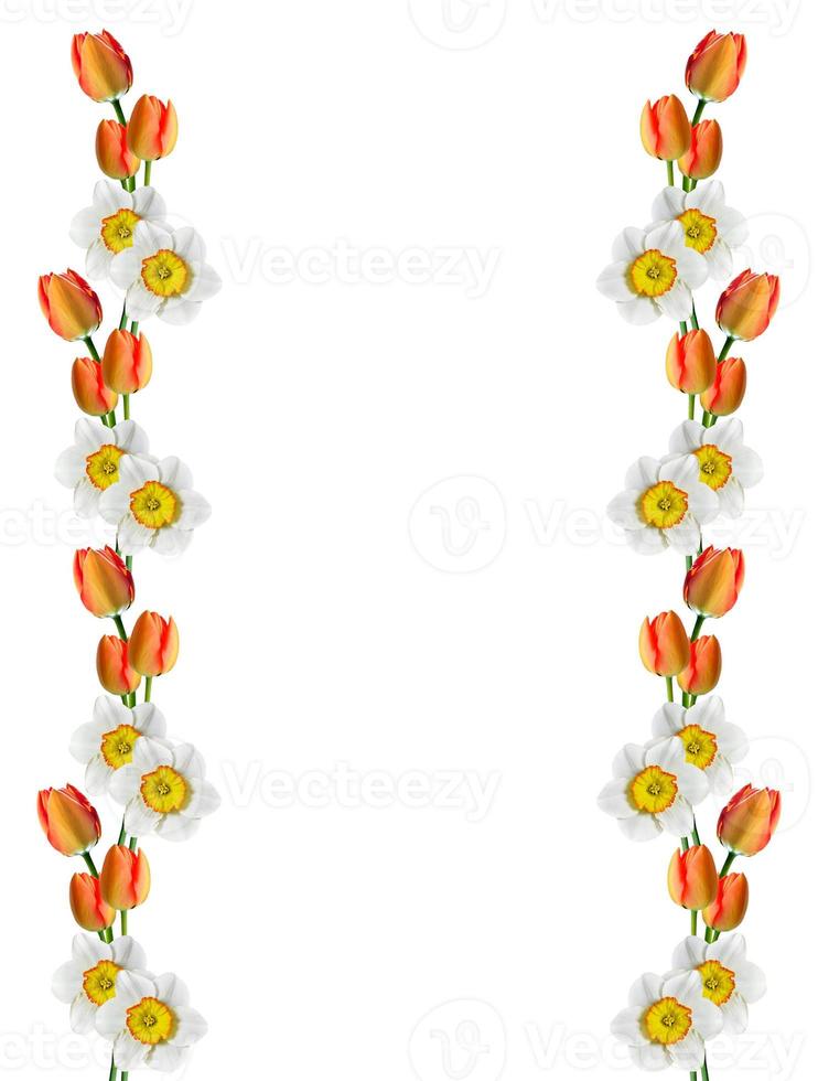 spring flowers narcissus isolated on white background photo