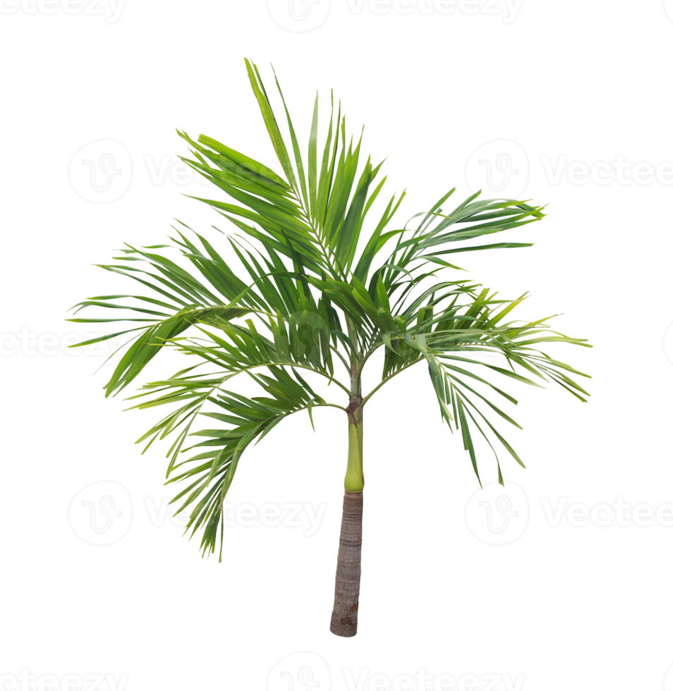 coconut palm leaf tree isolated on transparent background png file