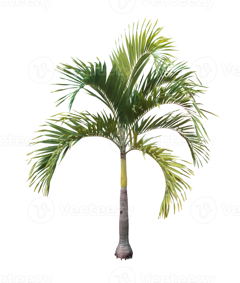 albero di foglie di palma da cocco isolato su file png di sfondo trasparente