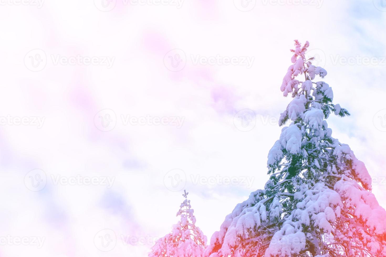 Frozen winter forest with snow covered trees. photo