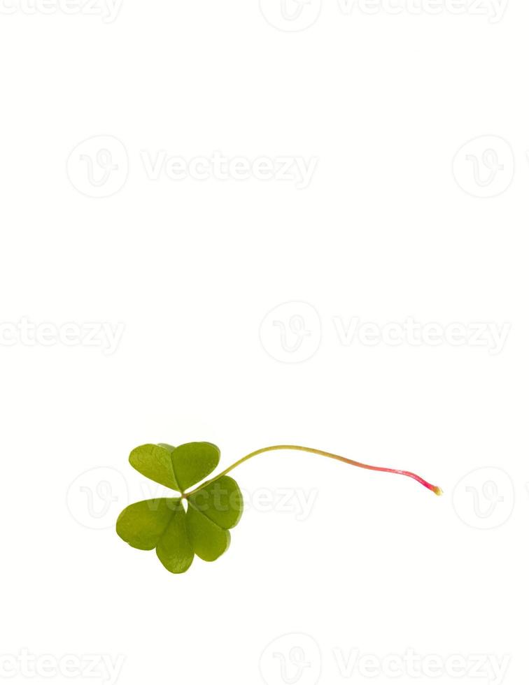 green clover leaves isolated on white background. St.Patrick 's Day photo