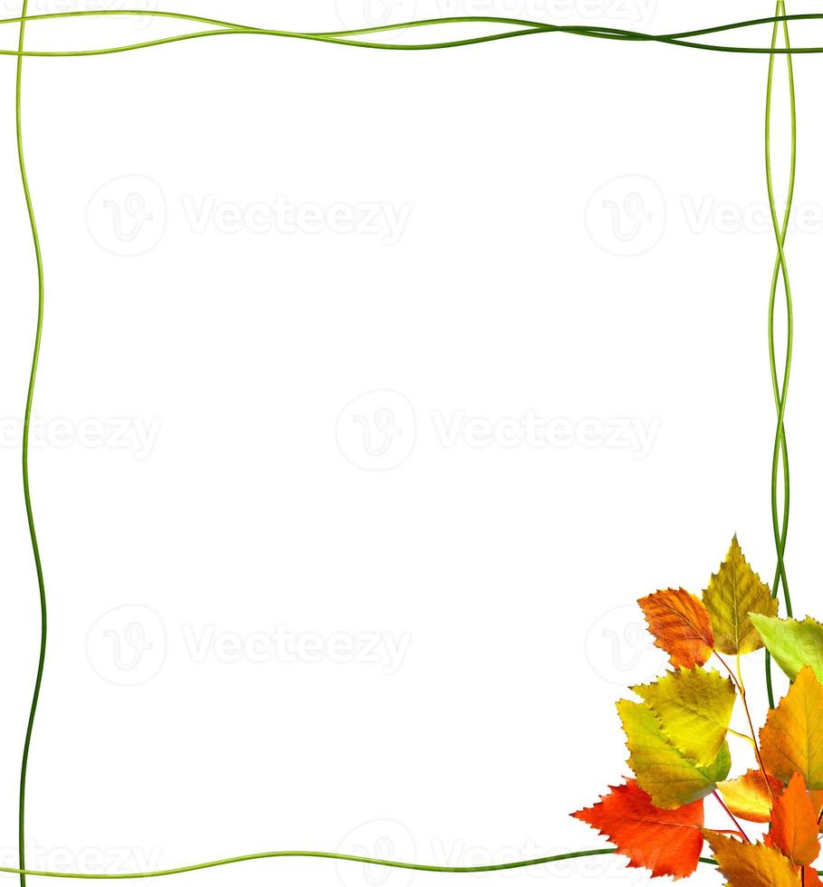 autumn leaves isolated on white background. photo