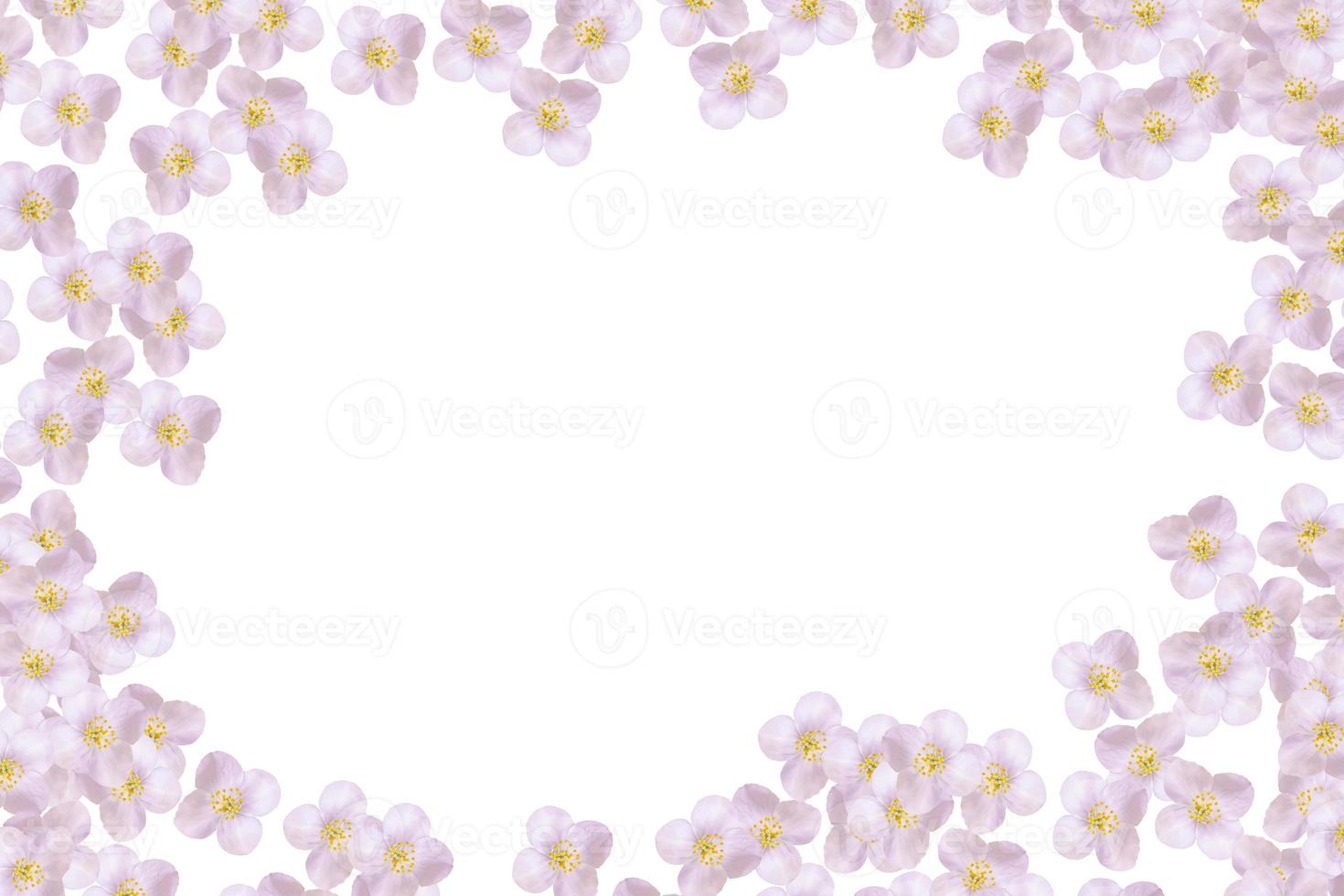 branch of jasmine flowers isolated on white background photo