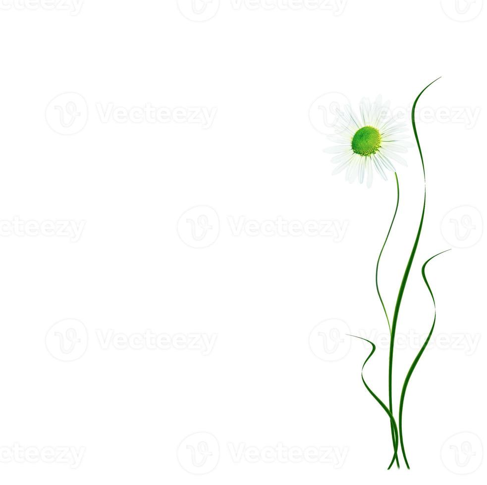 daisies summer flower isolated on white background. photo