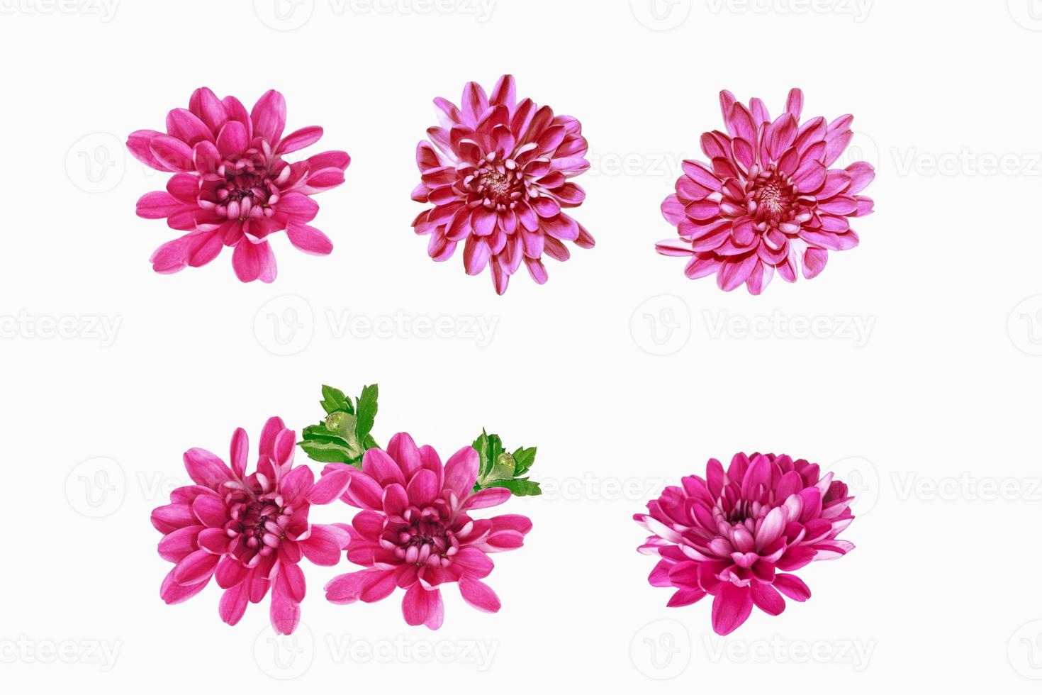 Colorful autumn flowers of chrysanthemum photo